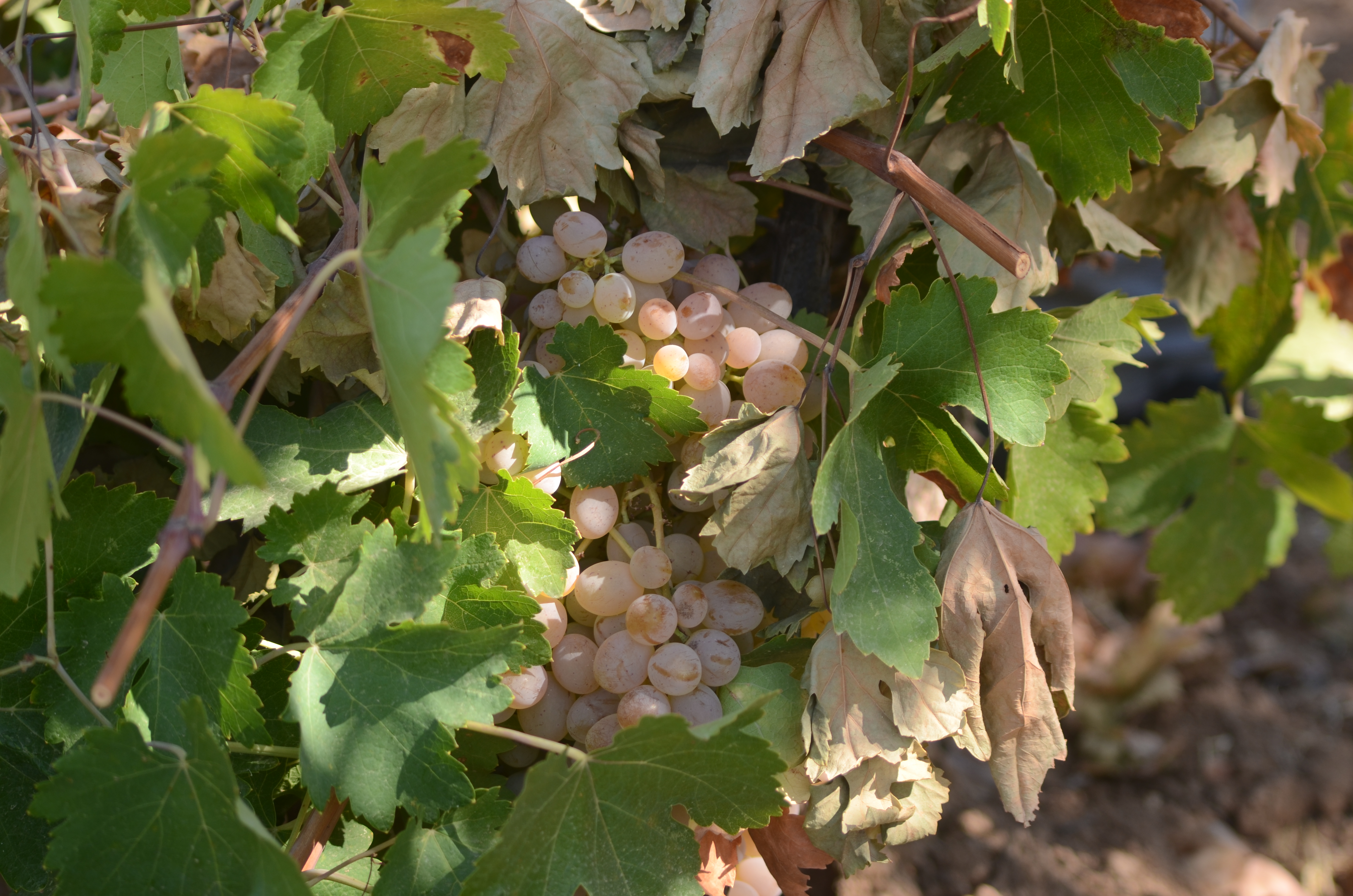 Kuraklığa Aldırmayan Çiftçiler Pestil Yapımına Başladı