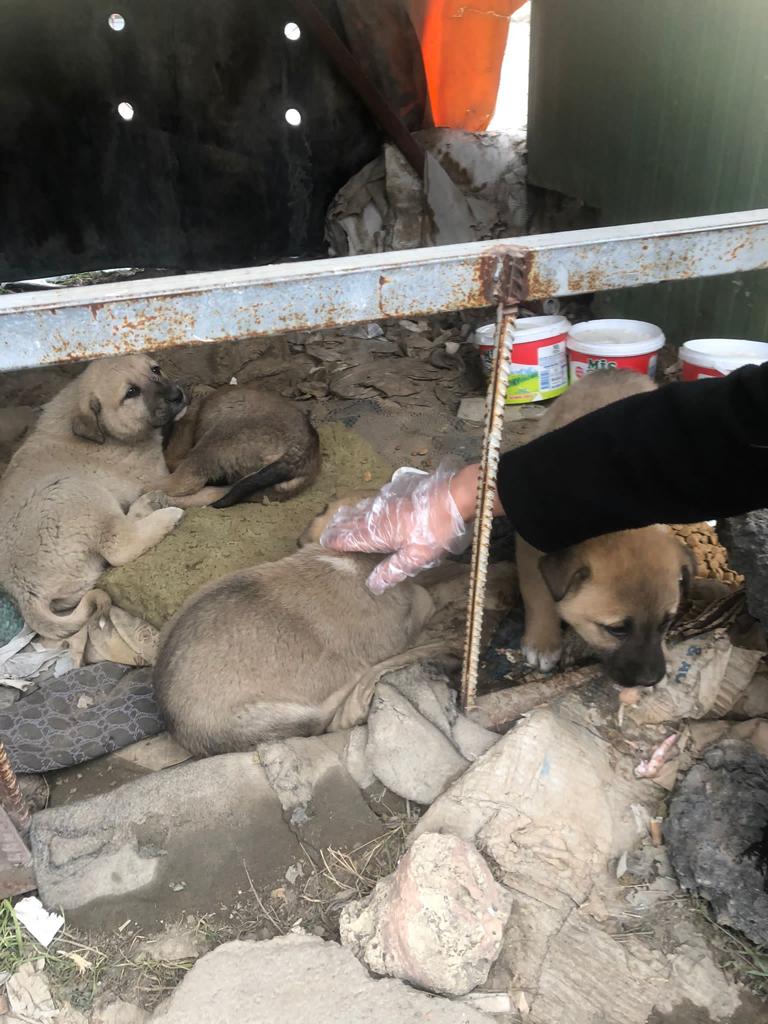 Beyazay Derneği Sokak Hayvanlarını Unutmadı