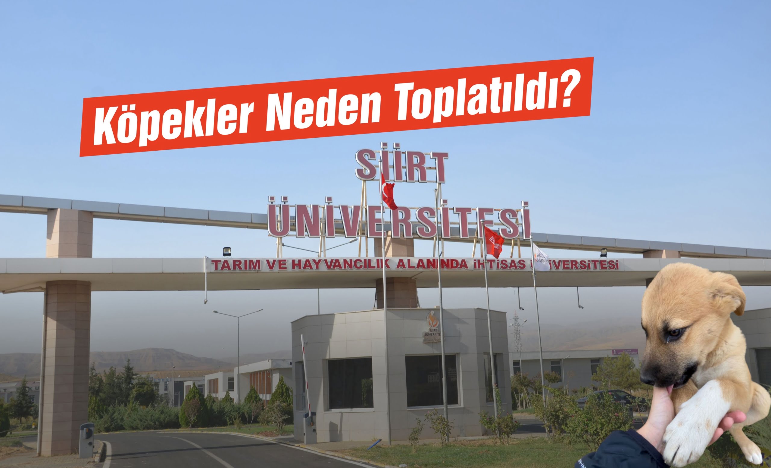 SİHAK: Siirt Üniversitesindeki Köpekler Neden Toplatıldı?