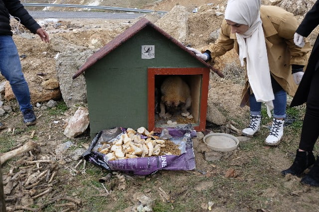 Siirt'te Köpek Kulübeleri Çalındı