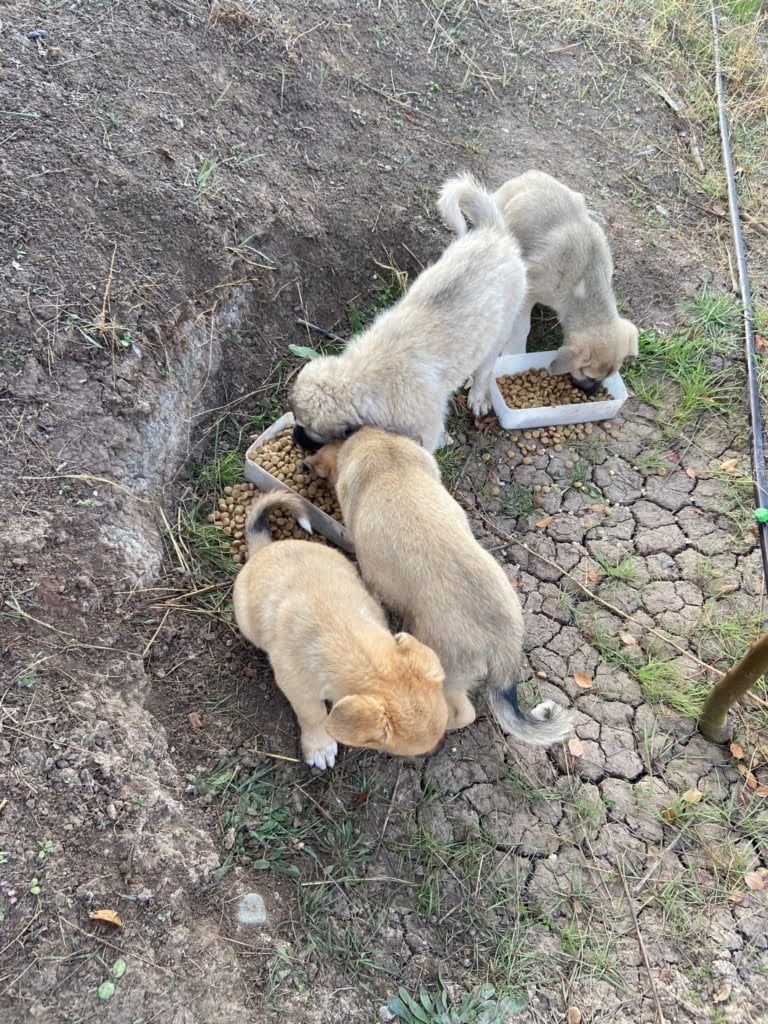 "Hayvancılıkla İhtisaslaşan Üniversitede Hayvan İstemiyorlar!"