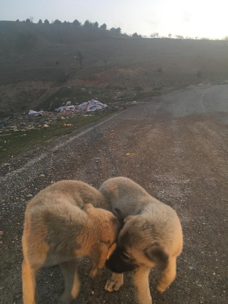 Siirt'te Köpek Kulübeleri Çalındı