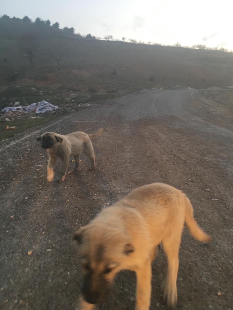 Siirt'te Köpek Kulübeleri Çalındı