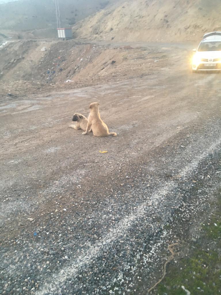 Siirt'te Köpek Kulübeleri Çalındı