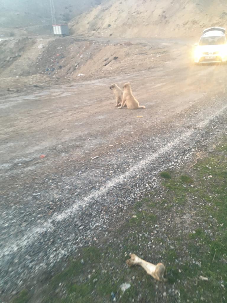 Siirt'te Köpek Kulübeleri Çalındı