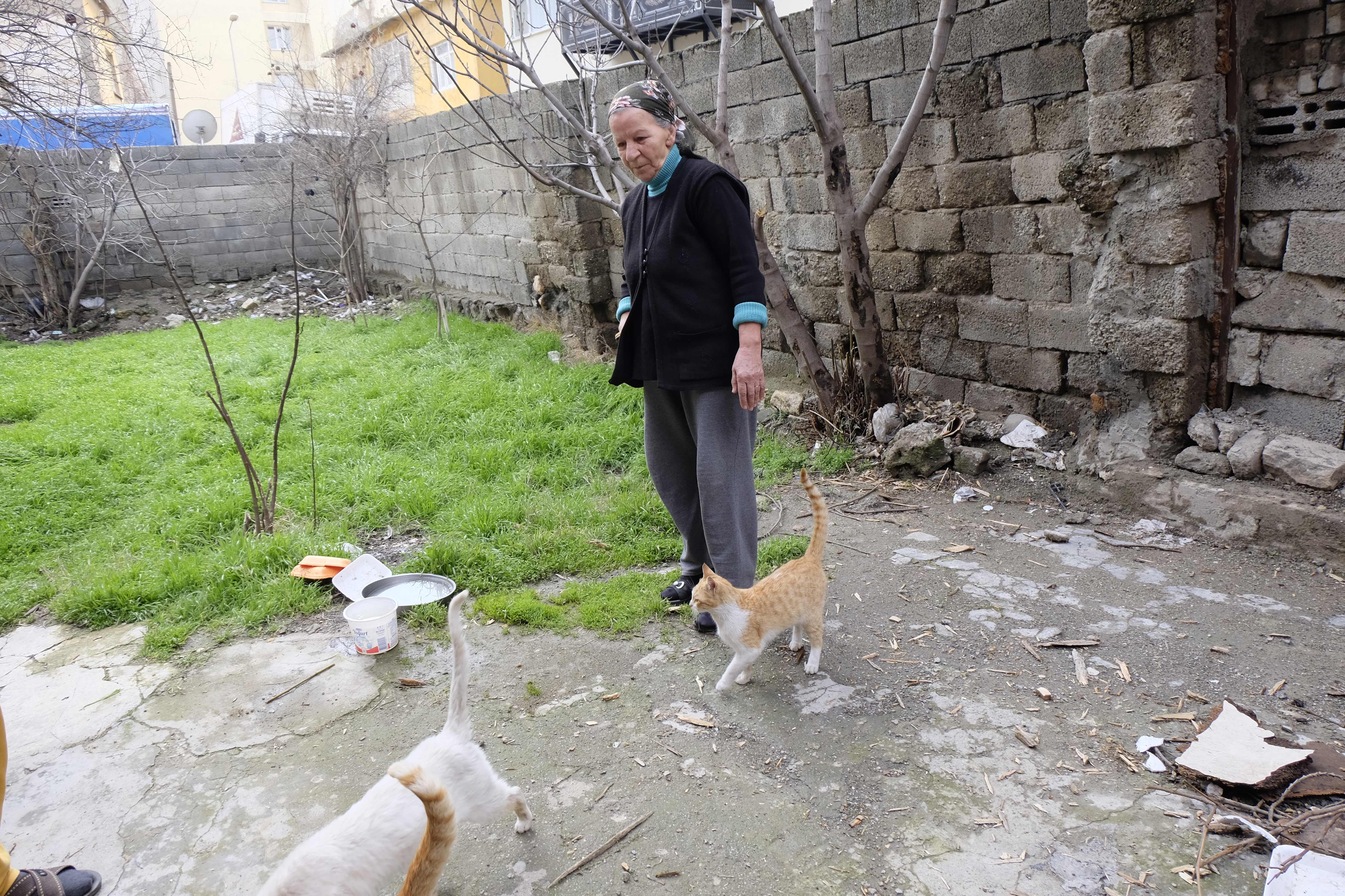 Siirtli Hayvansever: "Kendimizi Aç Bırakırız Kedileri Bırakmayız"