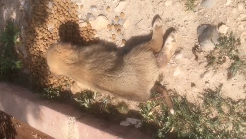 Çöpte Bulduğu Yaralı Köpeği Uçakla Tedaviye Götürdü