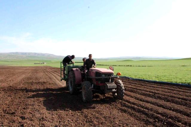 Siirt’te Patates Tohumu Deneme Ekimi Yapıldı