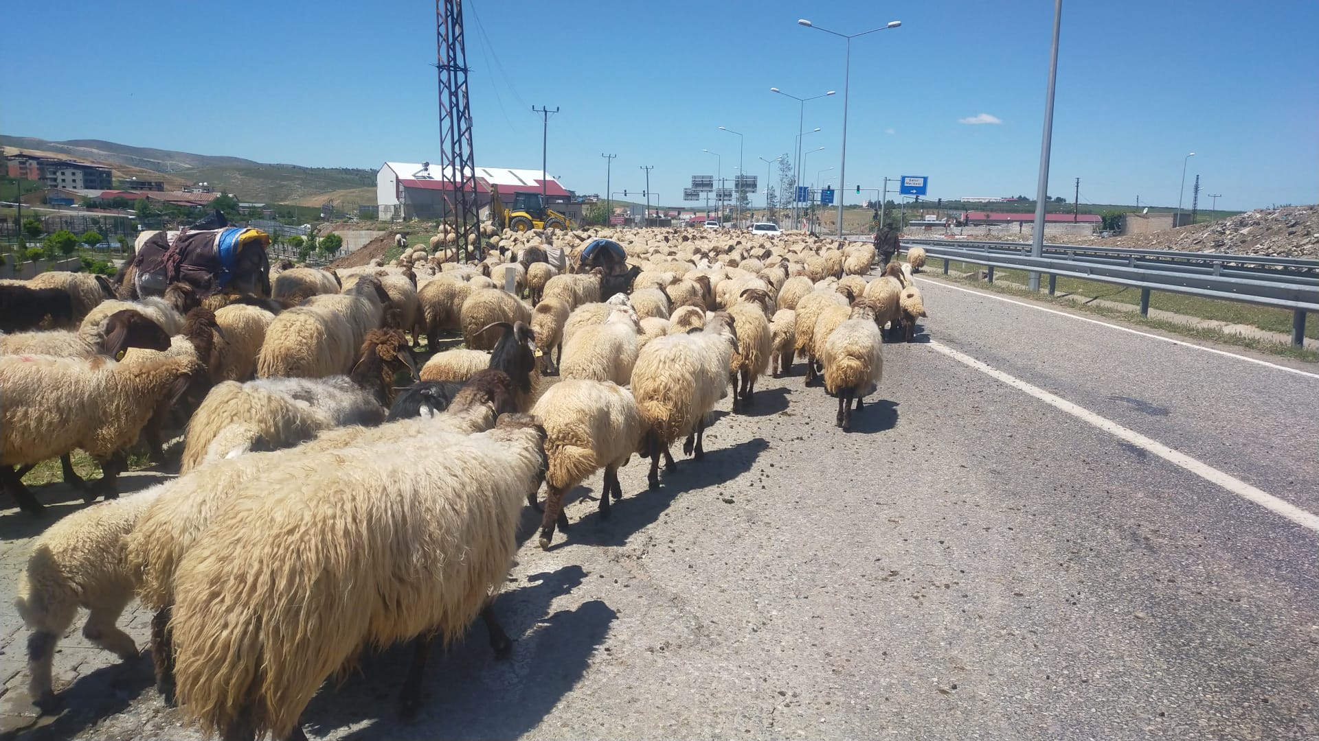 Siirt'te Yaylaya Çıkan Sürüye Tır Çarptı