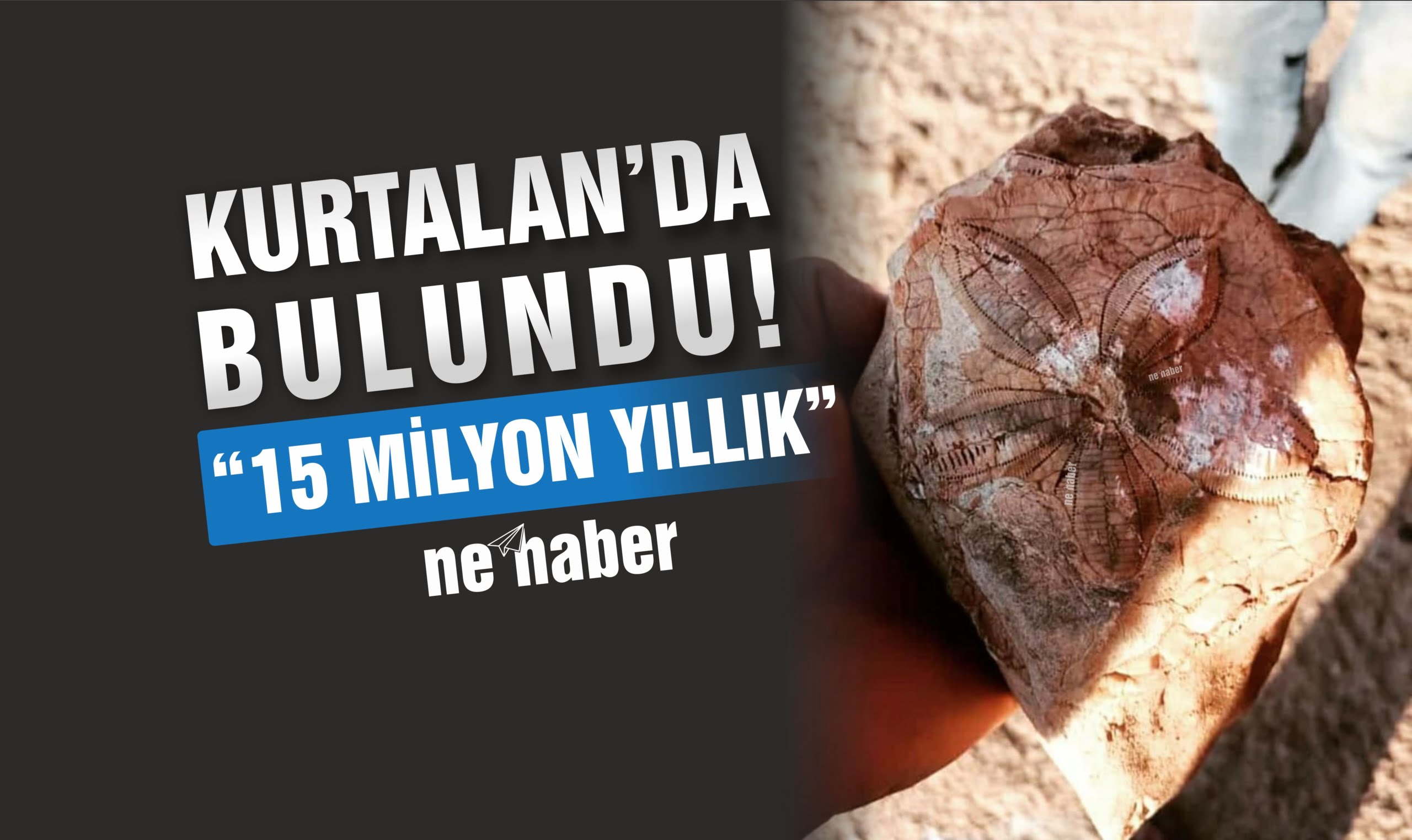 Kurtalan’da Köylüler 15 Milyon Yıllık Fosil Buldu