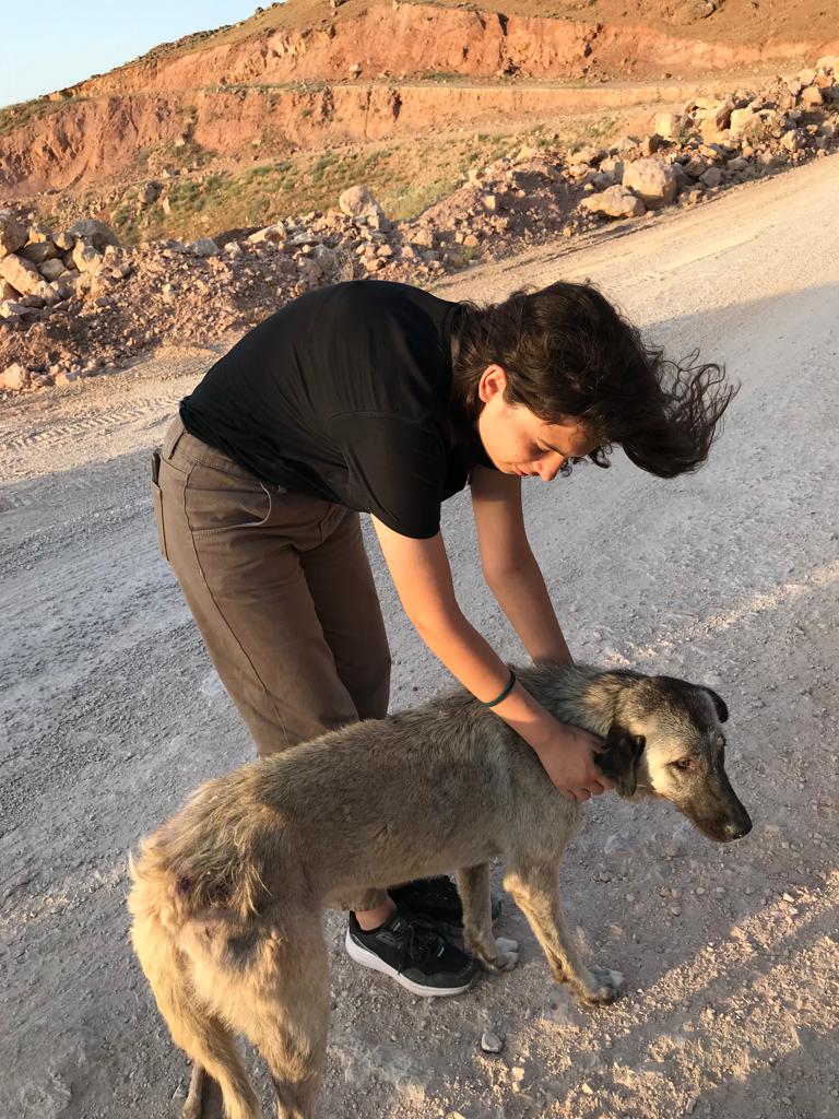 Siirt Sokak Canları Derneği Sahipsiz Köpekleri Tedavi Etti