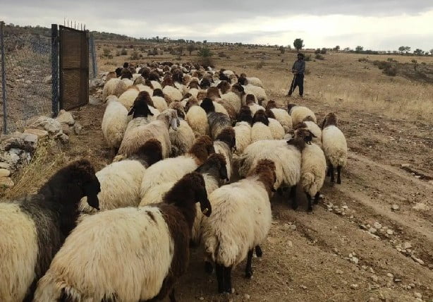 Siirtli Koçerler Yayladan Dönüyor