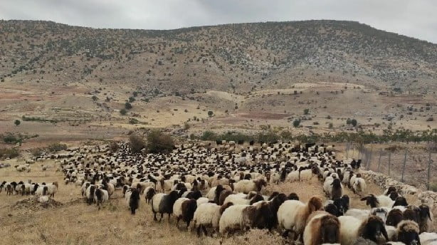 Siirtli Koçerler Yayladan Dönüyor