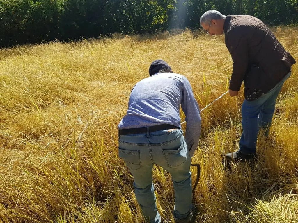 Yerli Çeşit Susam ve Çeltik Hasadı Tamamlandı