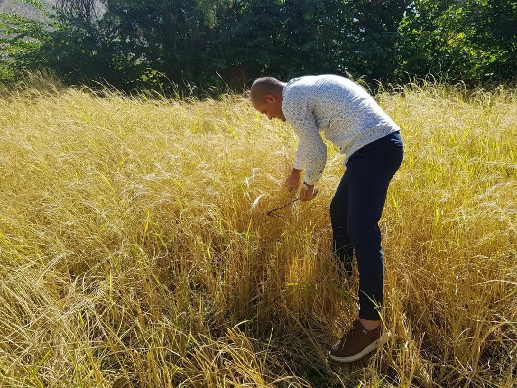 Yerli Çeşit Susam ve Çeltik Hasadı Tamamlandı