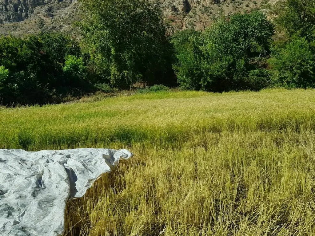 Yerli Çeşit Susam ve Çeltik Hasadı Tamamlandı