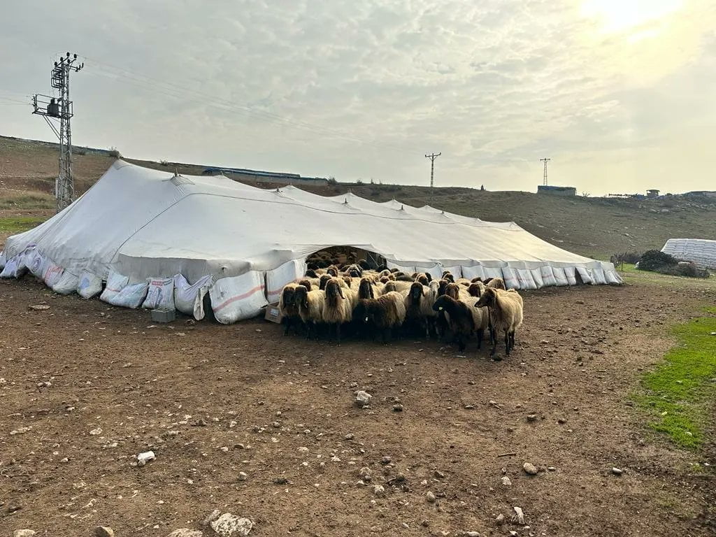 Siirt’te Anaç Koyun-Keçi Destekleme Tespitleri Başladı