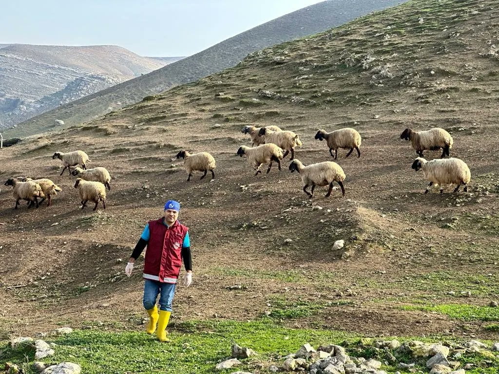 Siirt’te Anaç Koyun-Keçi Destekleme Tespitleri Başladı