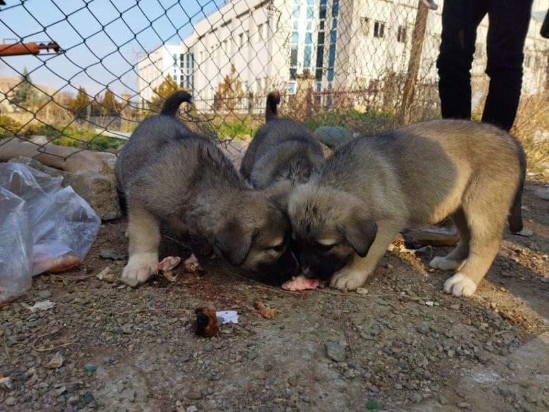 Kurtalan'da Öğrenciler Sokak Hayvanlarını Besledi