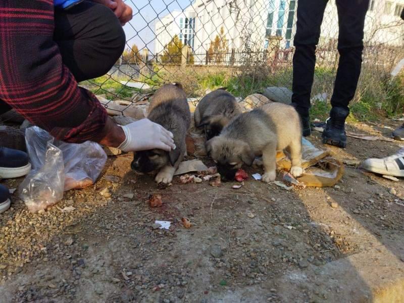 Kurtalan'da Öğrenciler Sokak Hayvanlarını Besledi