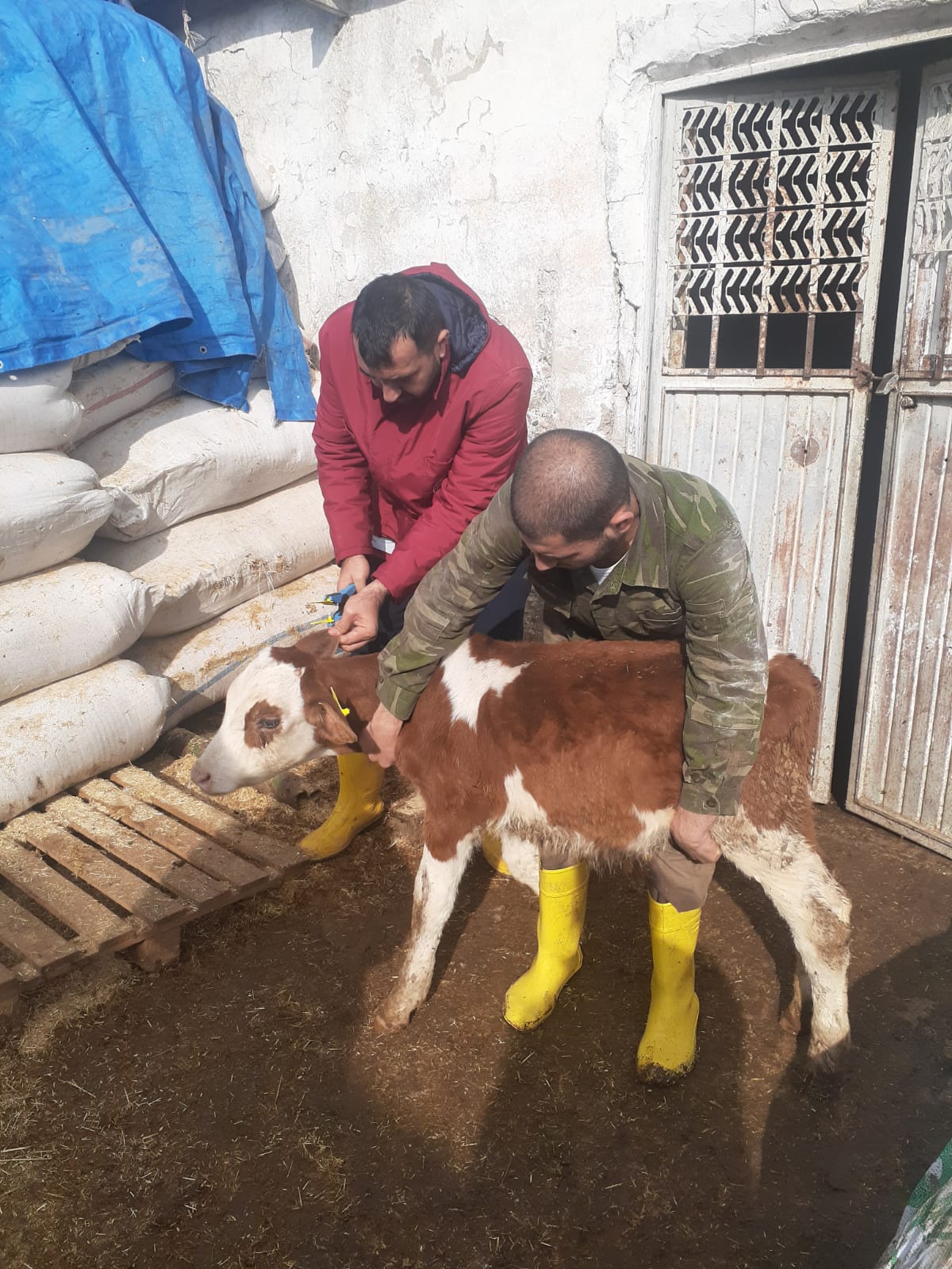 <strong>Siirt’te Sonbahar Aşılama Kampanyası Sona Erdi</strong>