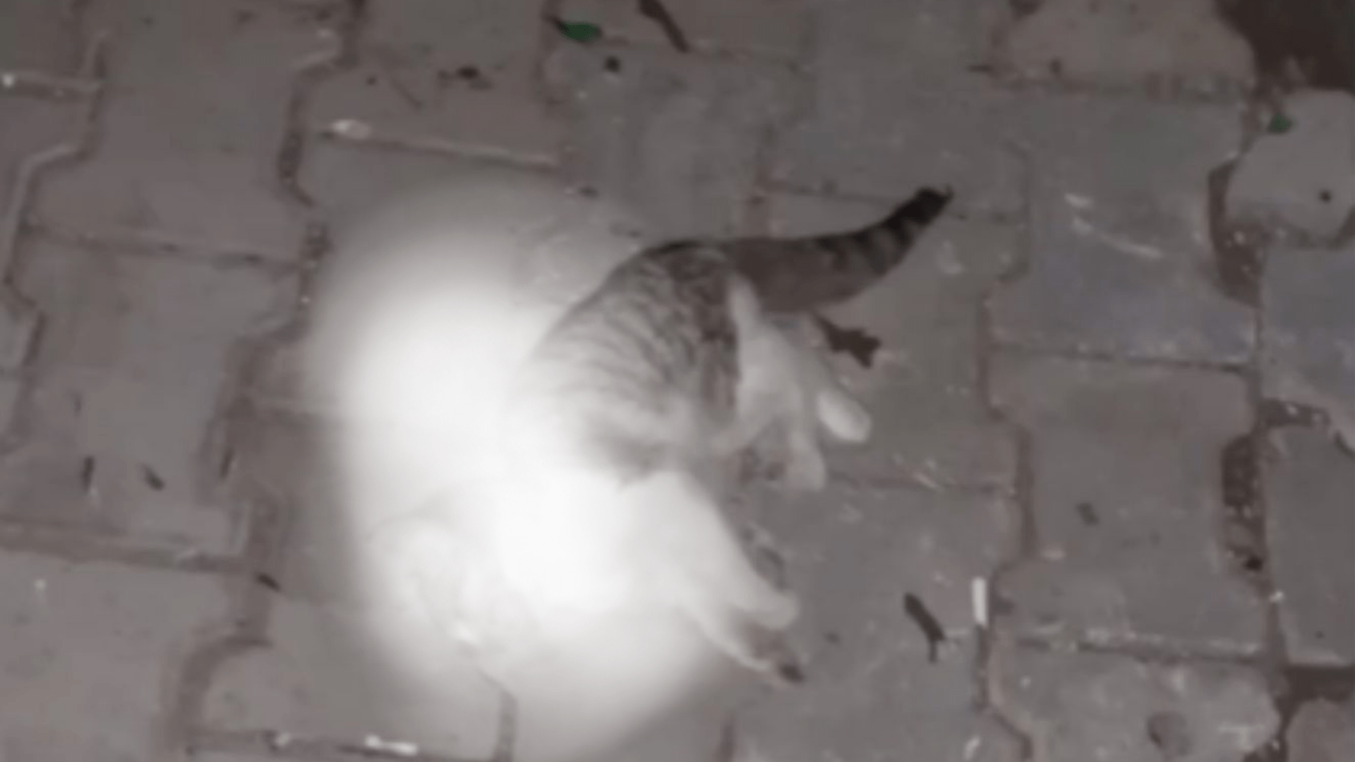 Siirt’te Yaralı Bulunan Kedi Kurtarıldı