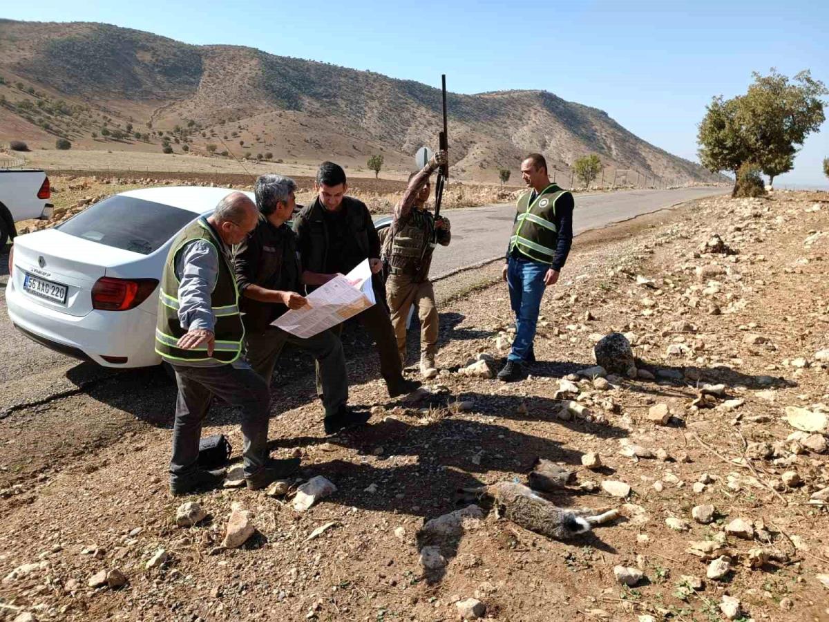 Siirt'te Depremden Etkilenen Yaban Hayvanları İçin Av Yasağı Başladı