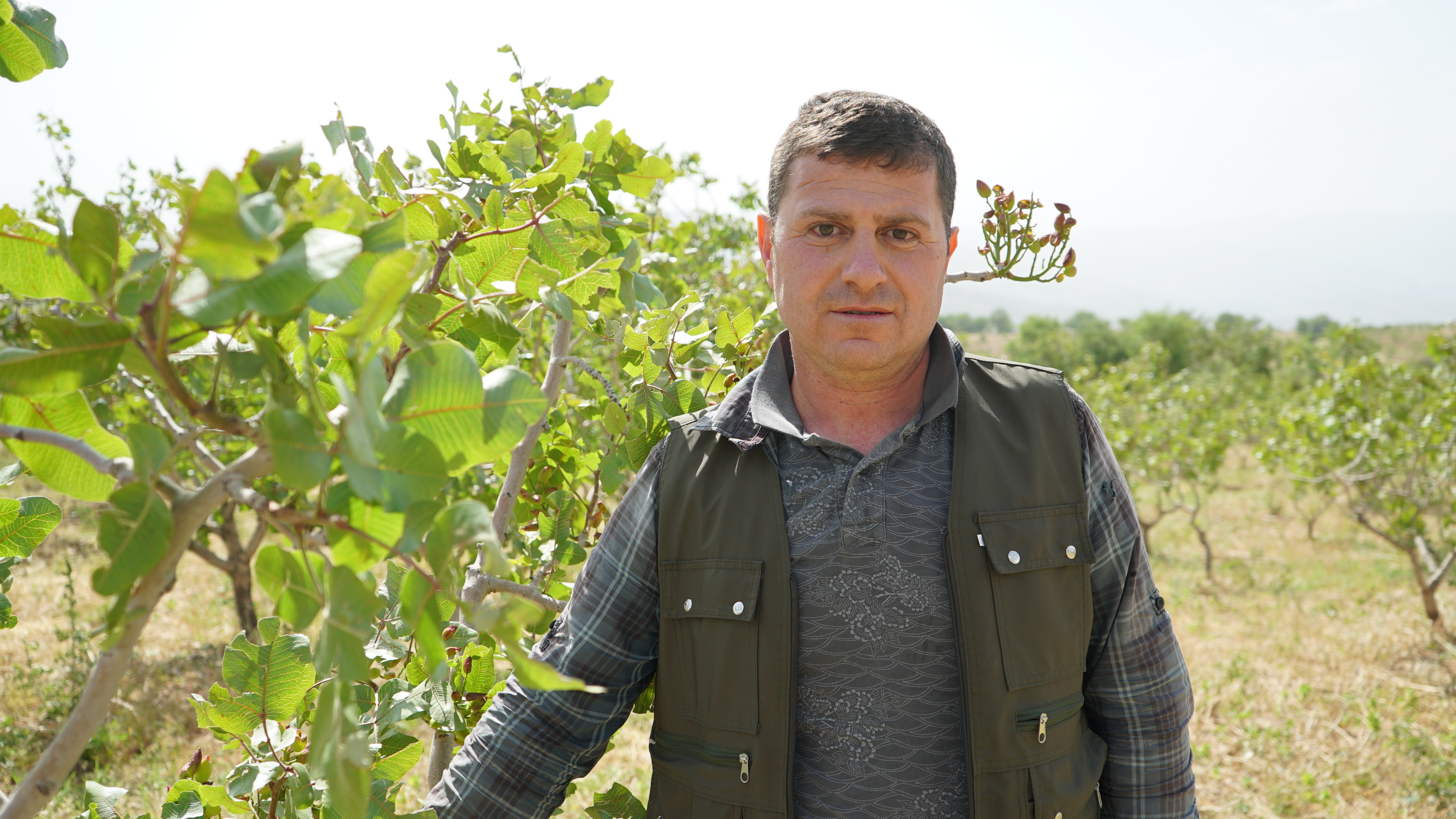 Siirt’i Dolu Vurdu, Fıstıkçılar Zarar Etti