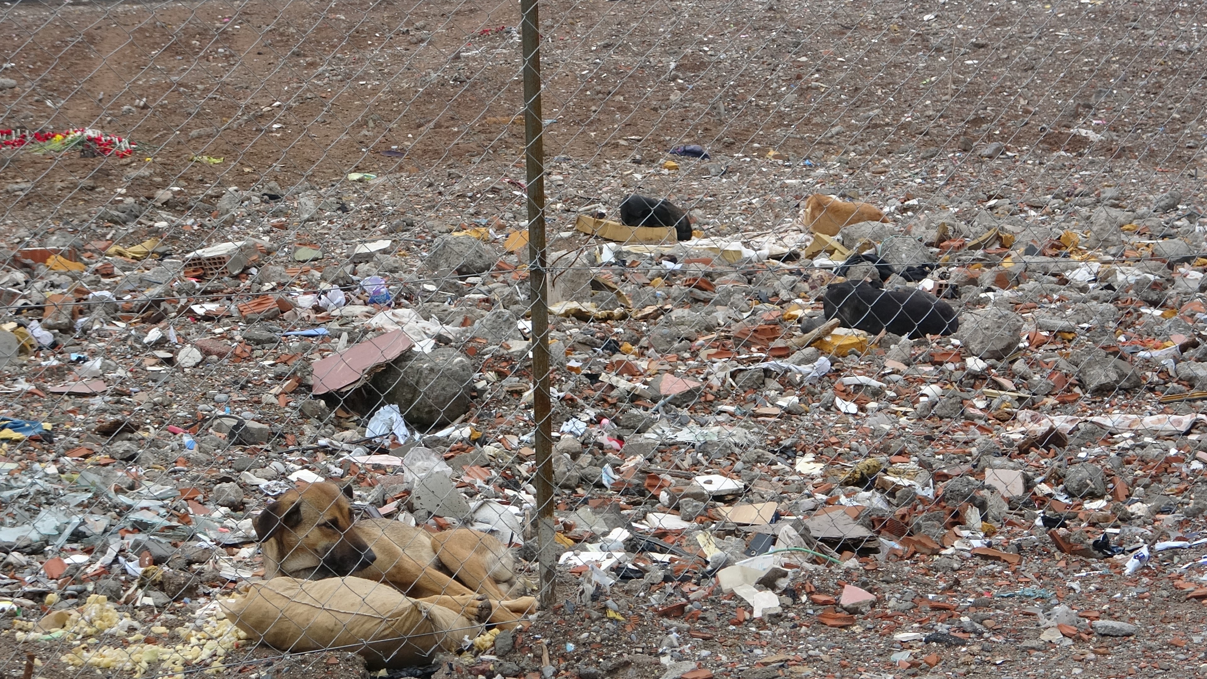 89 Kişiye Mezar Olan Site Sokak Köpeklerinin Mekanı Haline Geldi