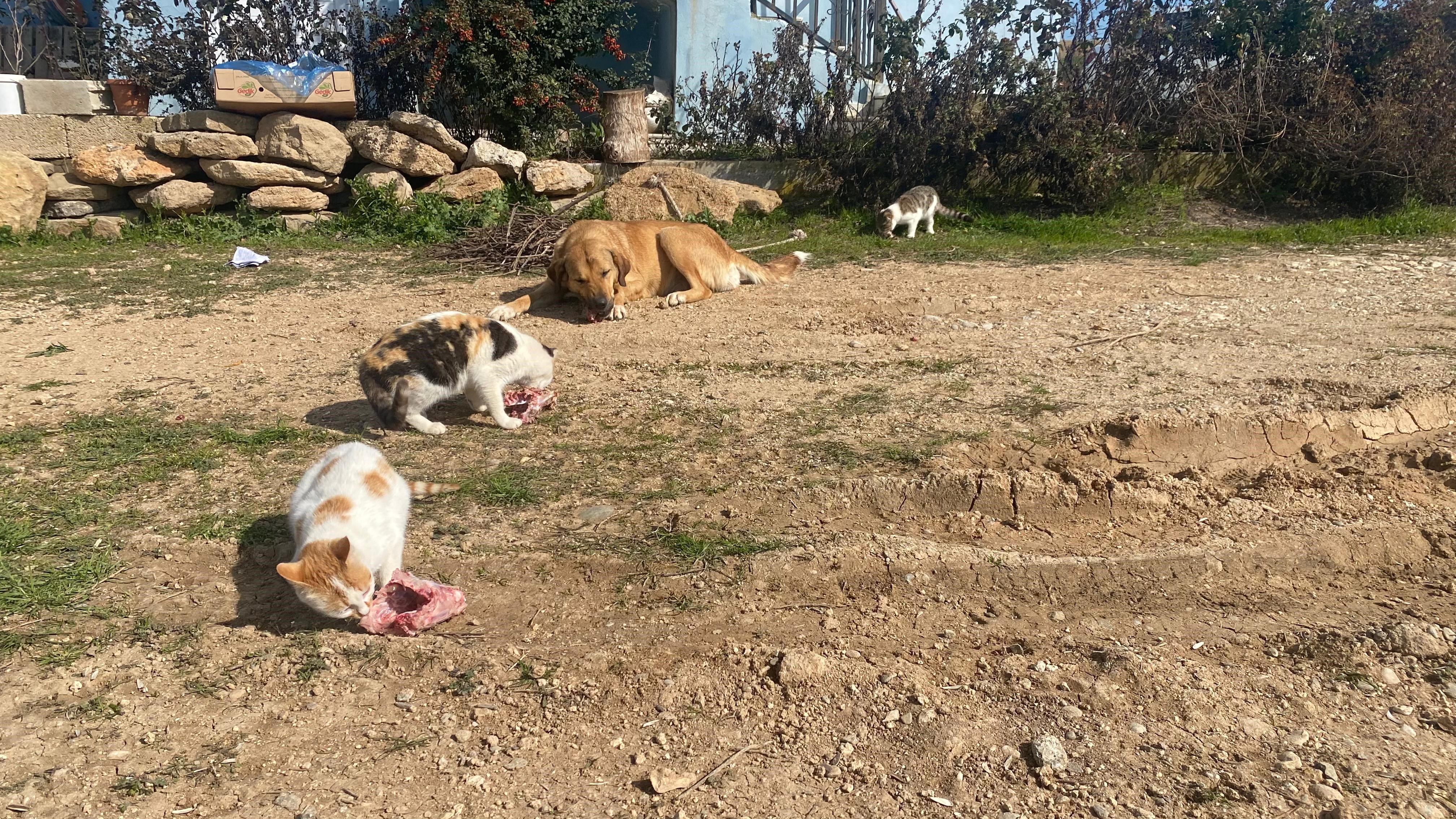 Köpek İle Kedilerin Yıllardır Süren Dostluğu