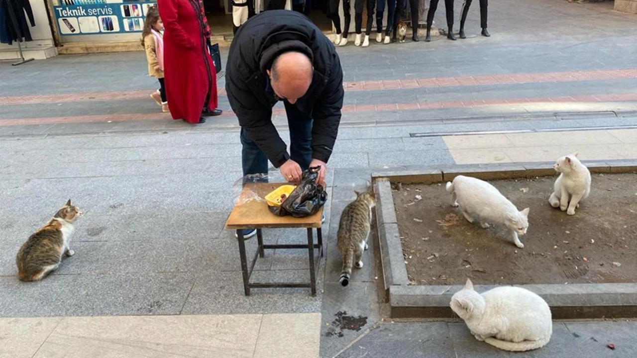 Kedilere Her Gün İki Kilo Ciğer Veriyor