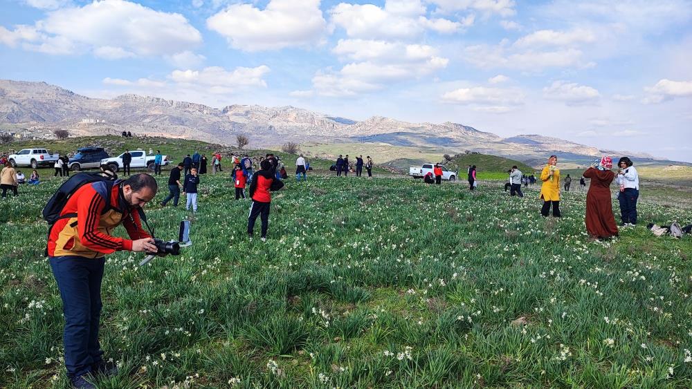 Doğal Nergis Tarlasına Ziyaretçi Akını