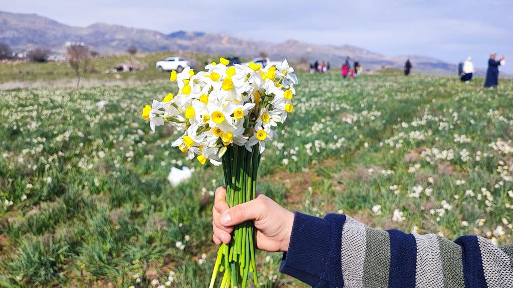 Doğal Nergis Tarlasına Ziyaretçi Akını