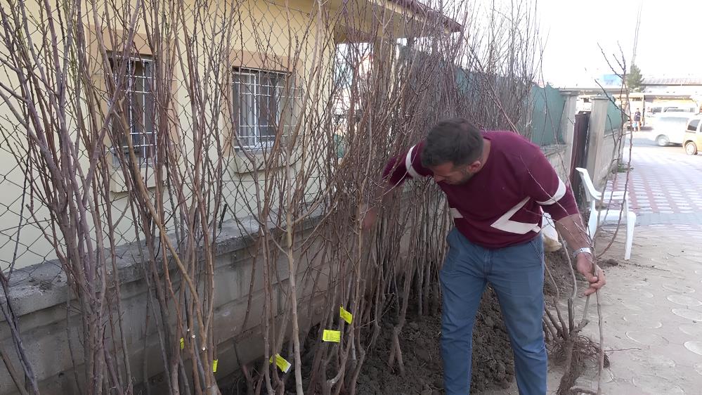 Siirt'te Yüzlerce Meyve Fidanı Toprakla Buluşmayı Bekliyor