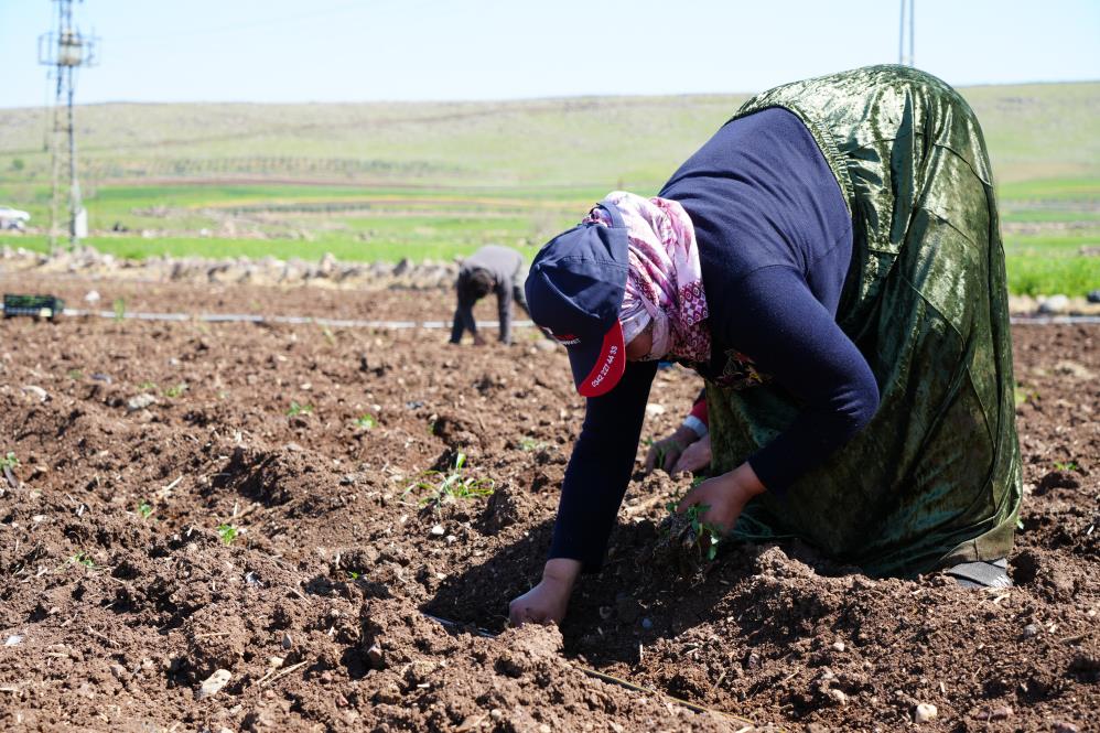 Kilis'te Çiftçilerin Zorlu Mesaisi Ramazan'da da Devam Ediyor