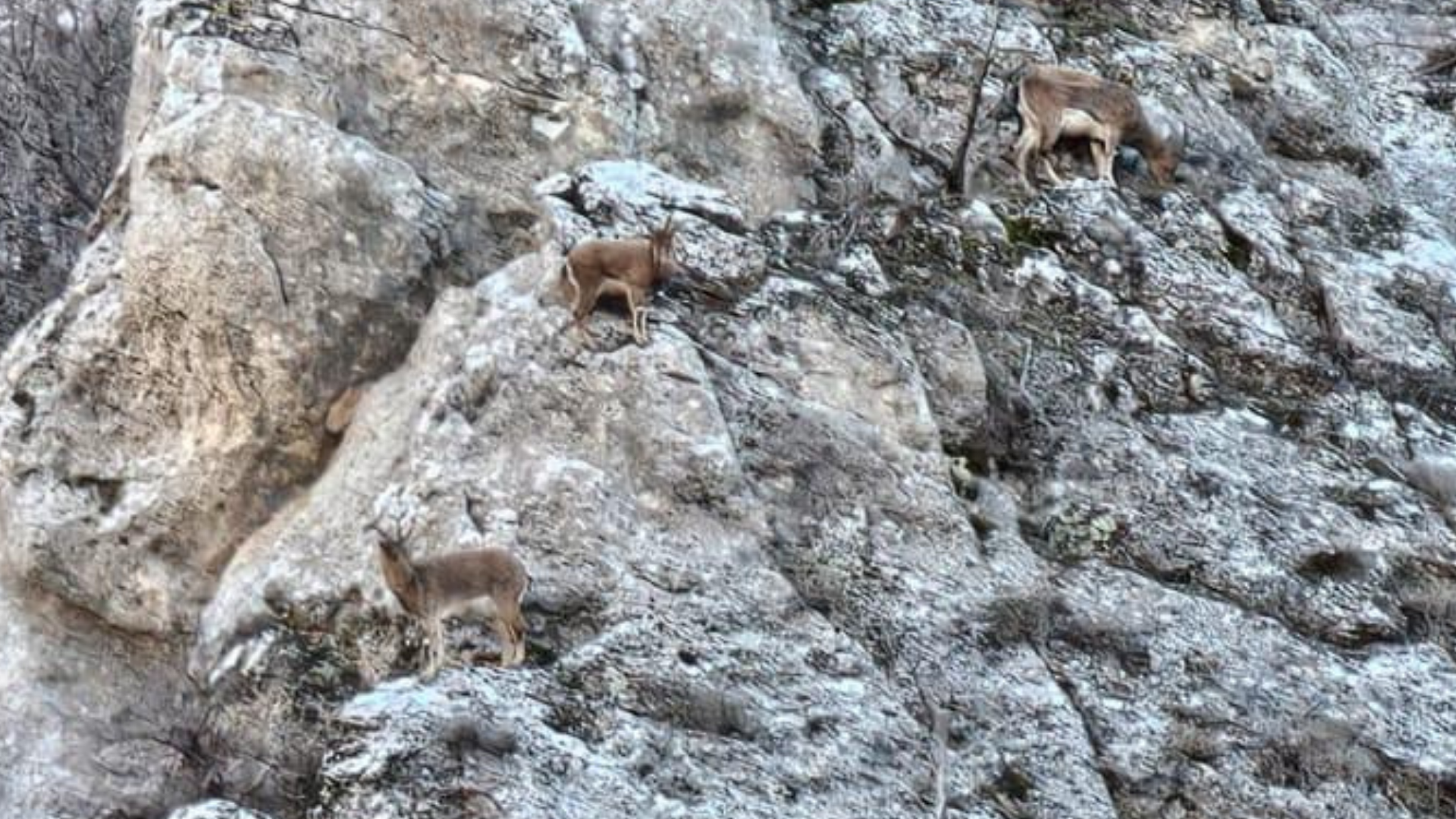 Şırnak'ın Gabar Dağında Yaban Keçileri Görüntülendi