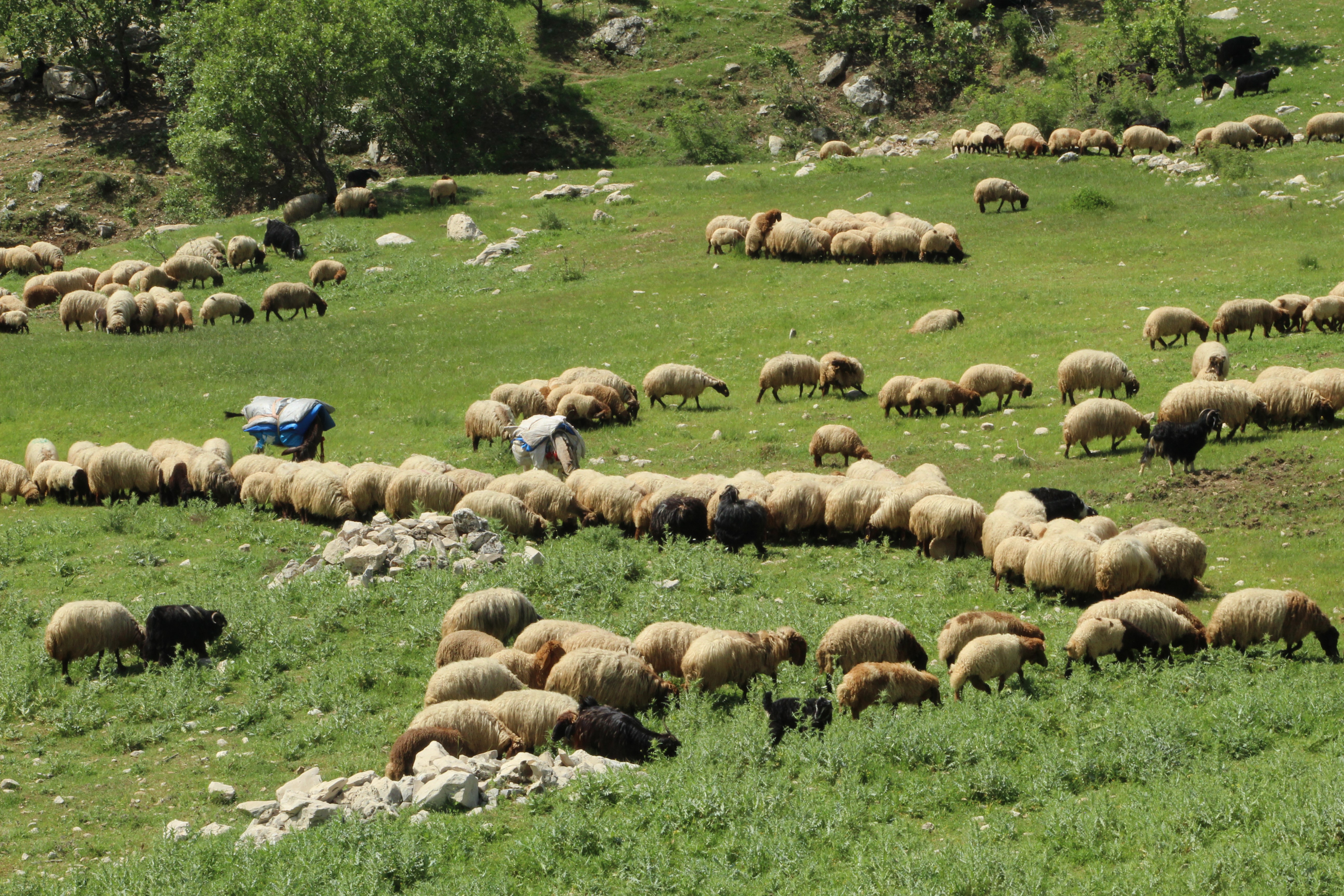 Göçerlerin Zorlu Yayla Yolculuğu Başladı