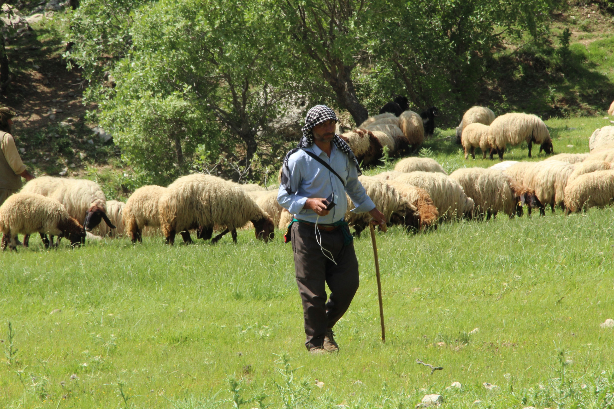 Göçerlerin Zorlu Yayla Yolculuğu Başladı