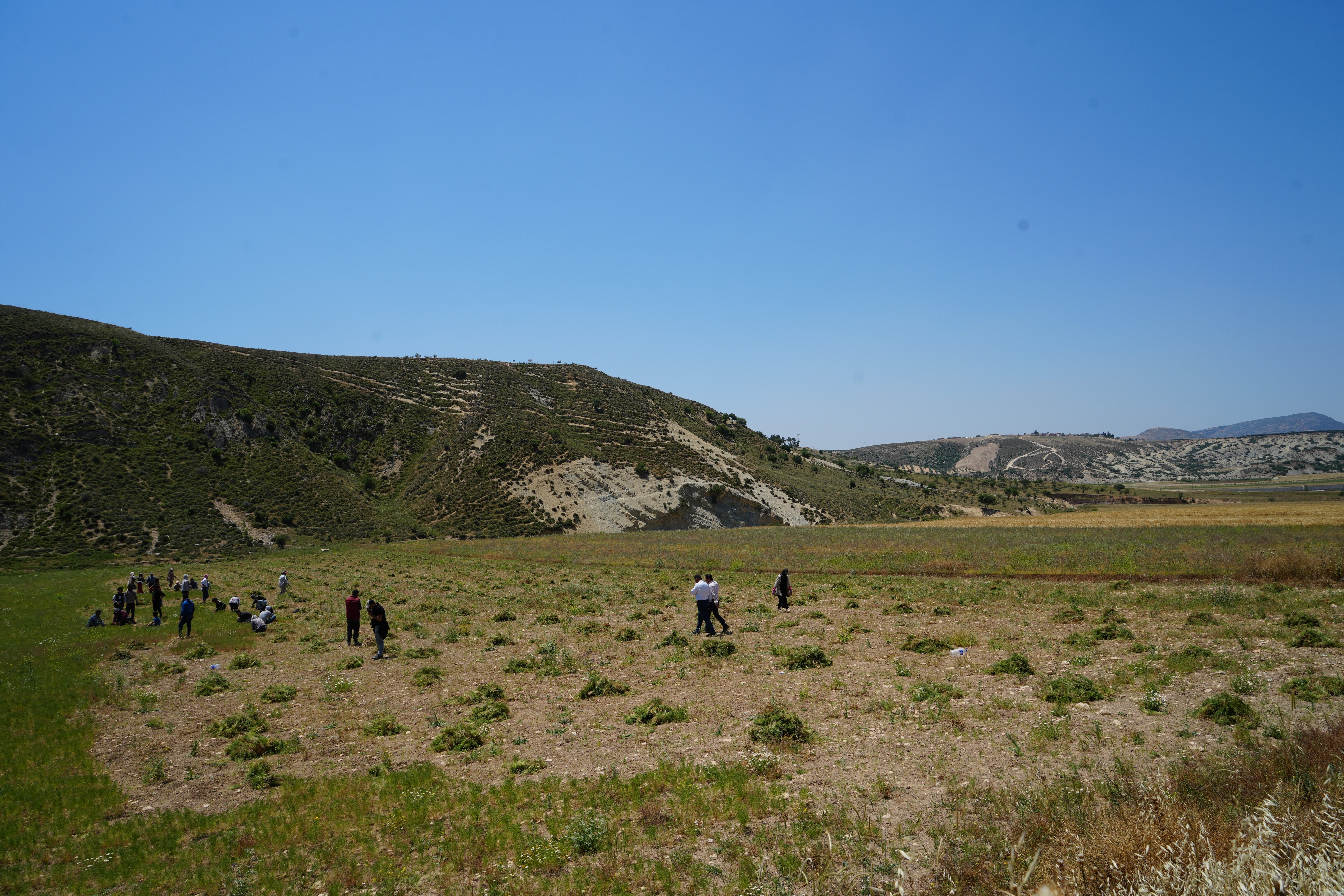 Kilis'te Kimyon Hasadı Başladı