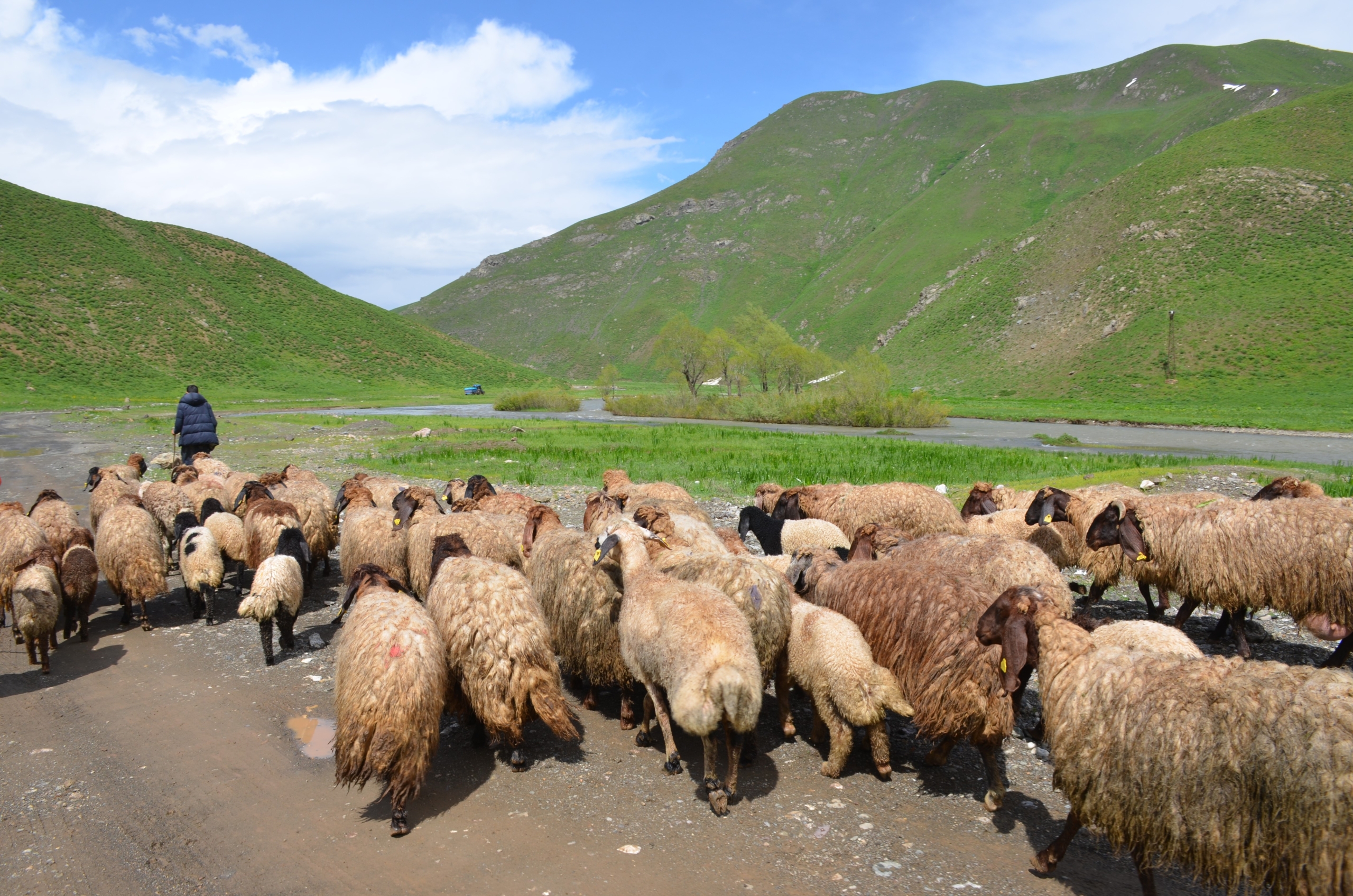 Göçerler Faraşin Yaylası'na Ulaştı