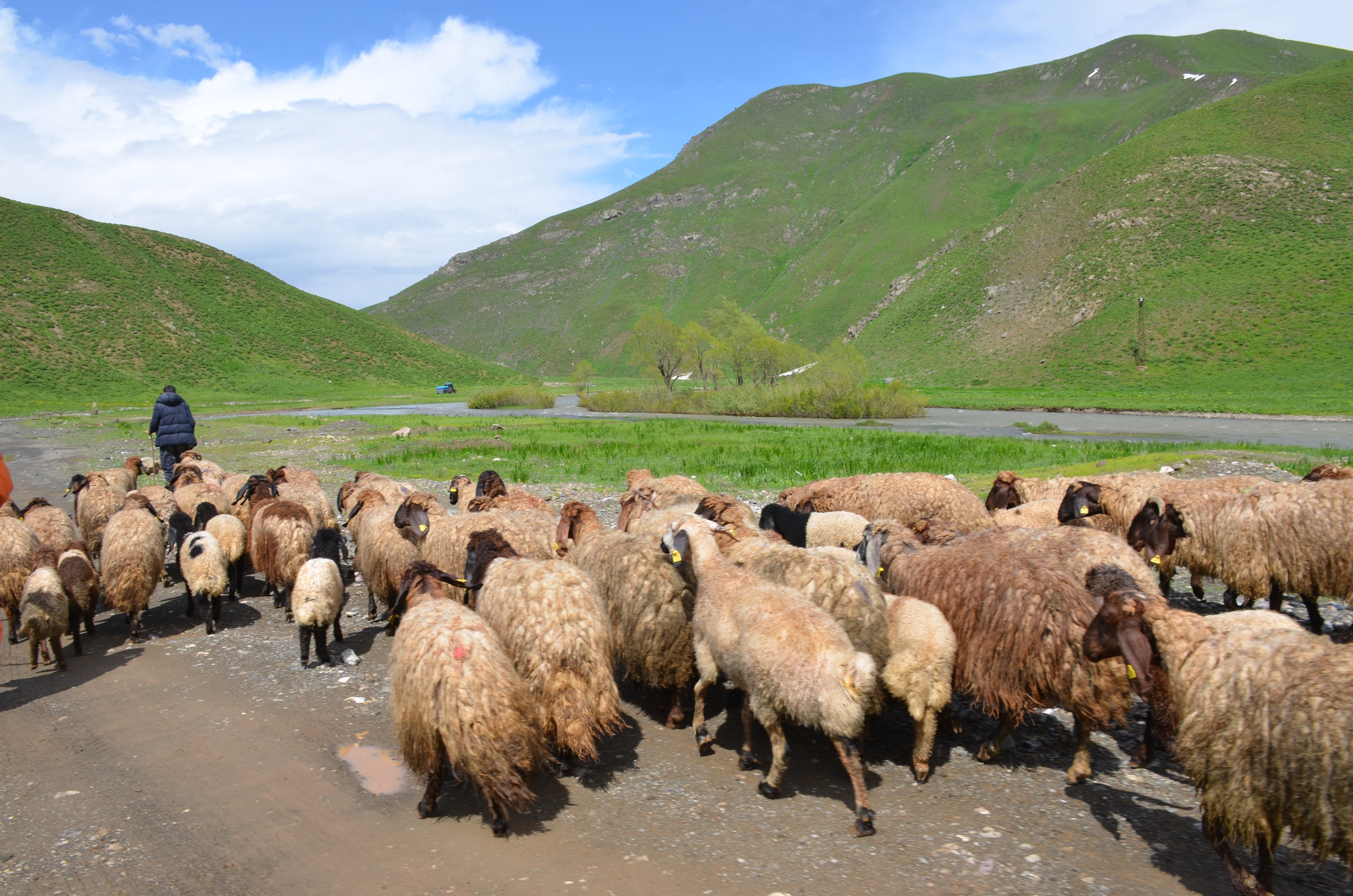 Göçerler Faraşin Yaylası'na Ulaştı