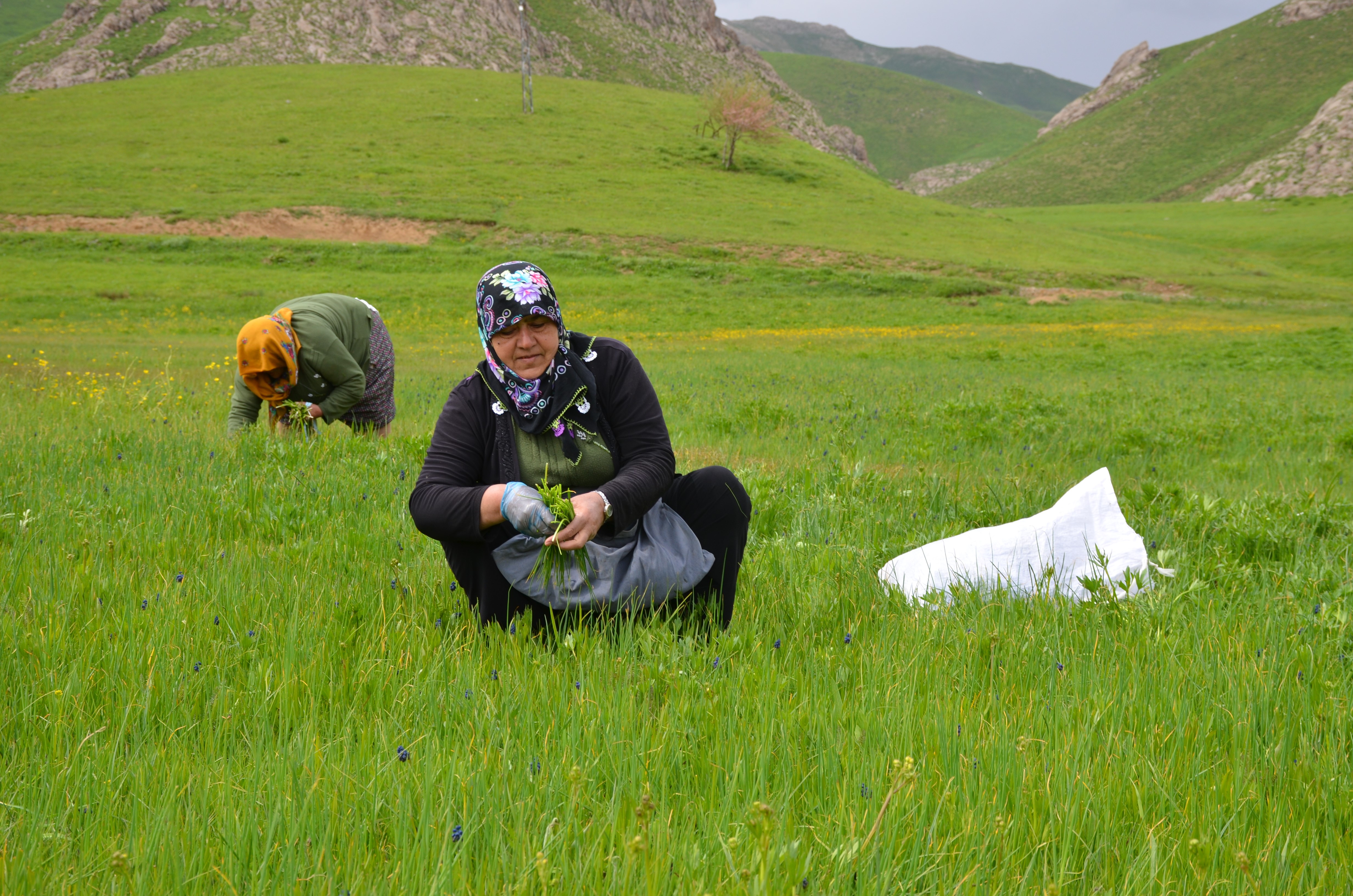 Şırnak'ta 'Sirik' Otu İçin 200 Kilometre Yol Gidiyorlar