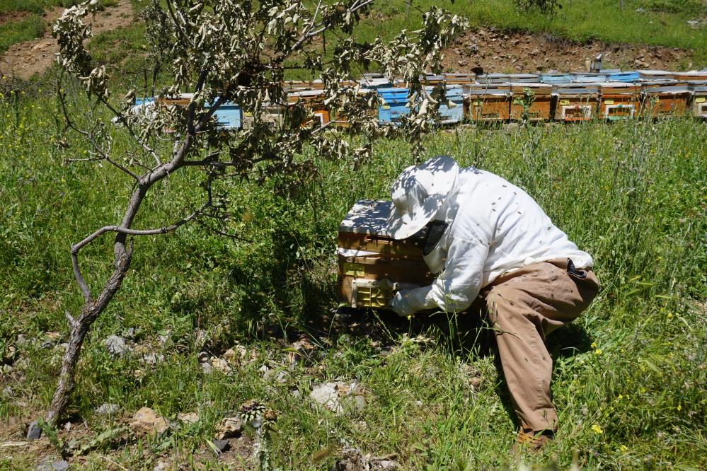 Arılar Kış Uykusundan Uyandı, Üretici Verimden Umutlu