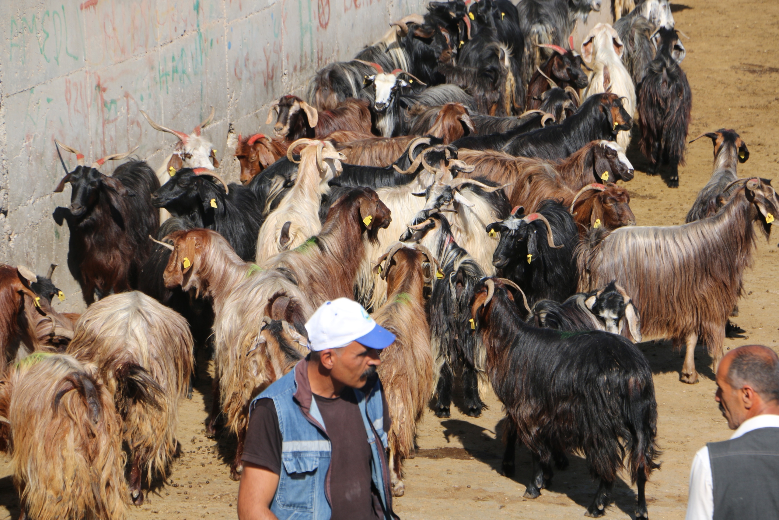 115 Bin Hayvan Kurbanlık İçin Satışa Hazır