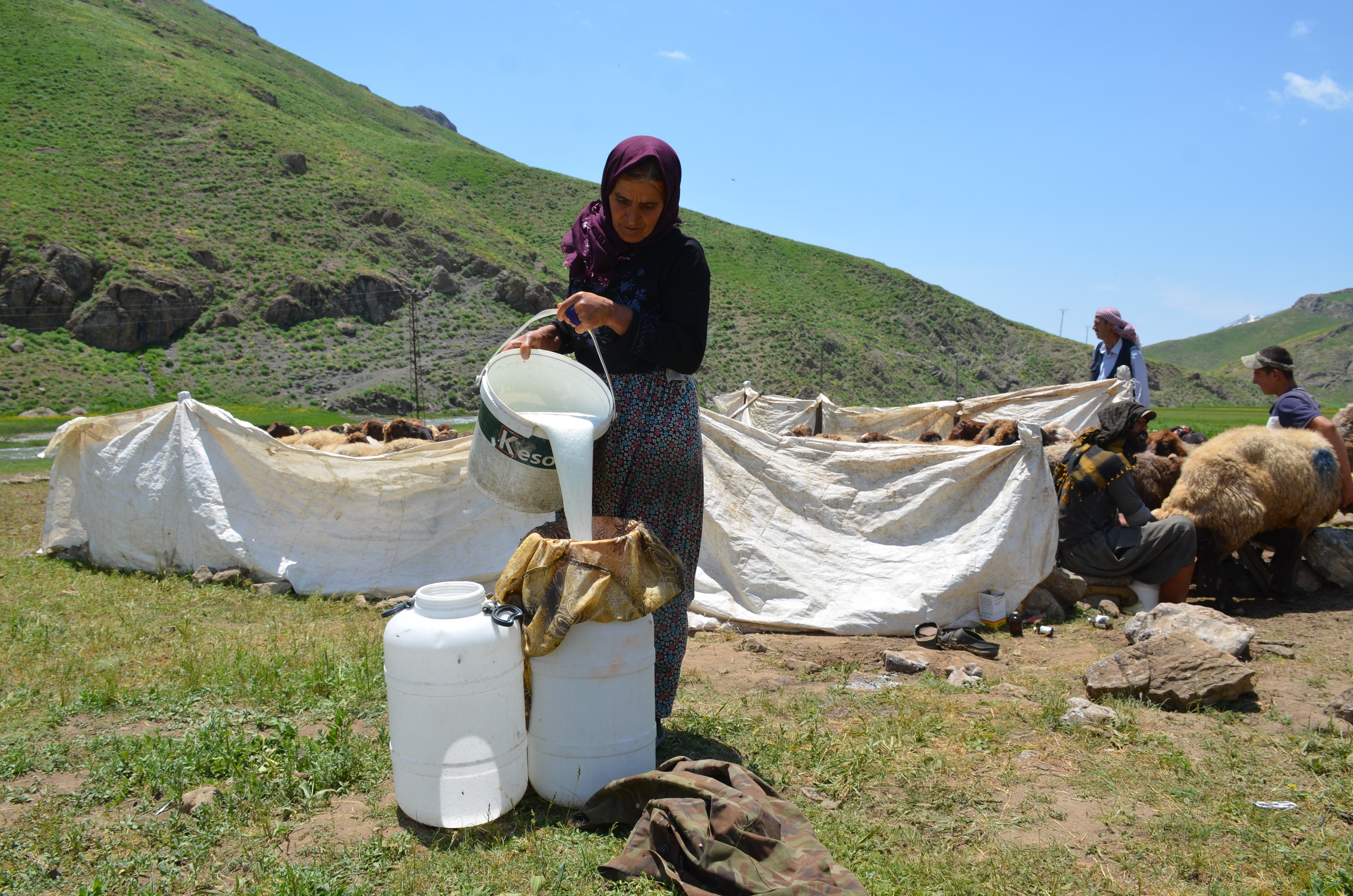 Faraşin Yaylasına Ulaşan Göçerler, İlk Süt Sağımını Yaptı