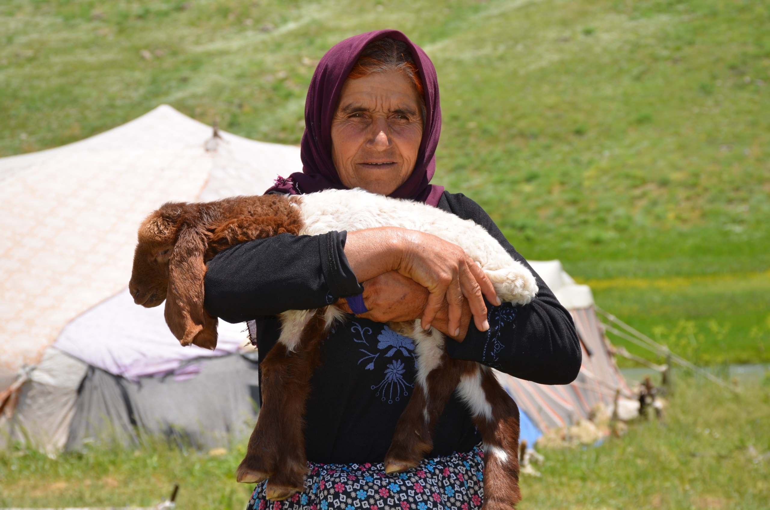 Faraşin Yaylasına Ulaşan Göçerler, İlk Süt Sağımını Yaptı