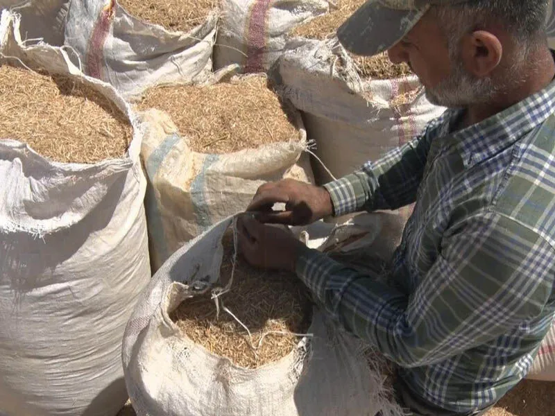 Diyarbakır'da 40 Derece Sıcakta Kilosu 6 Liraya Mesai