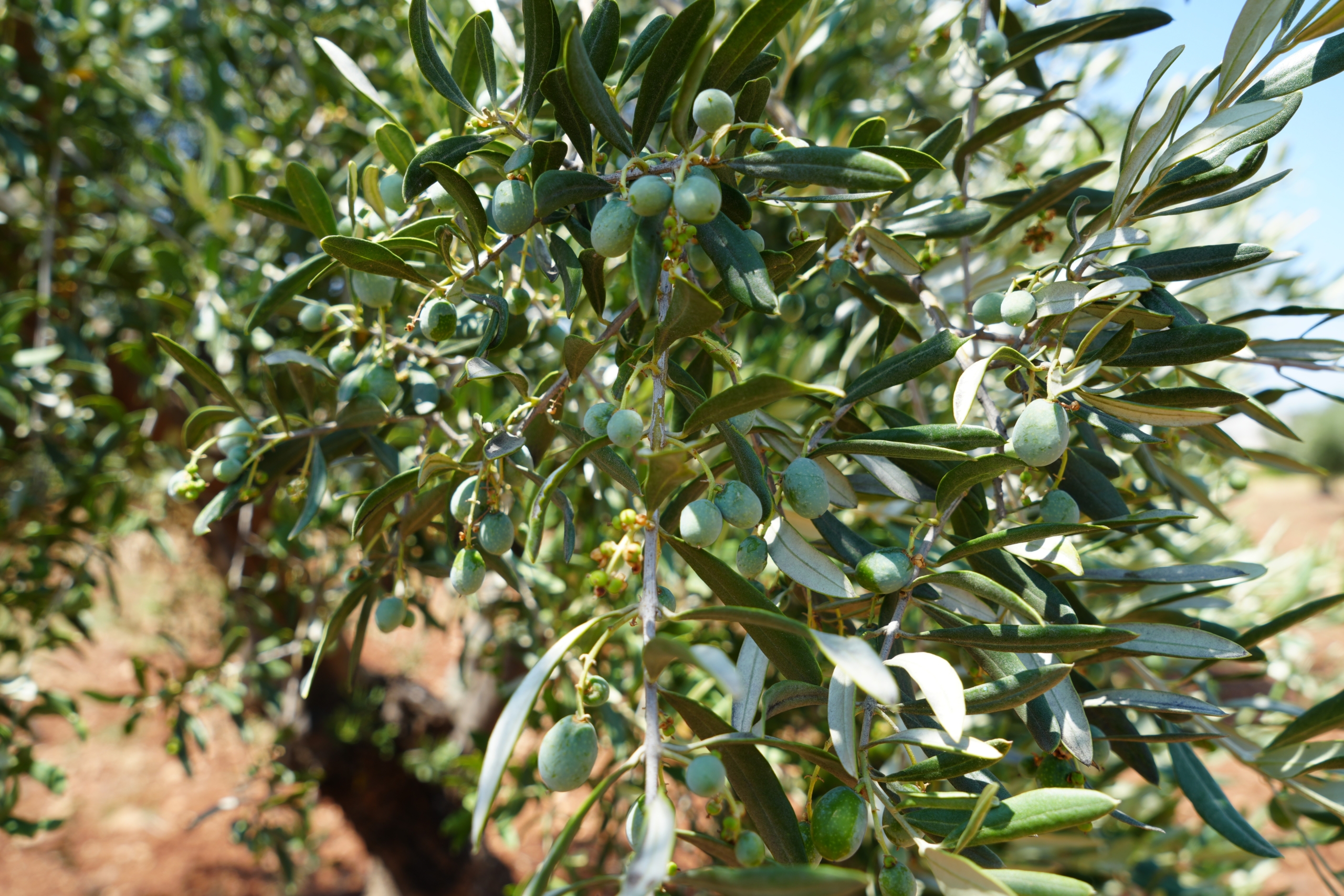 Zeytin’de Yüksek Rekolte Bekleniyor