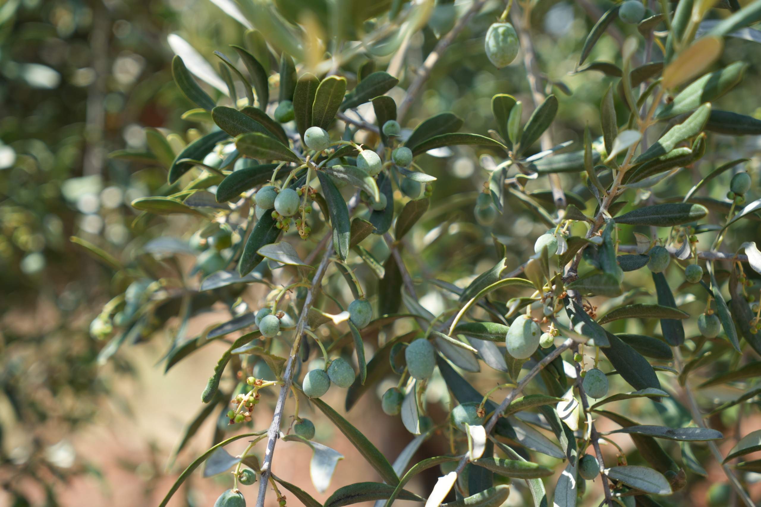 Zeytin’de Yüksek Rekolte Bekleniyor