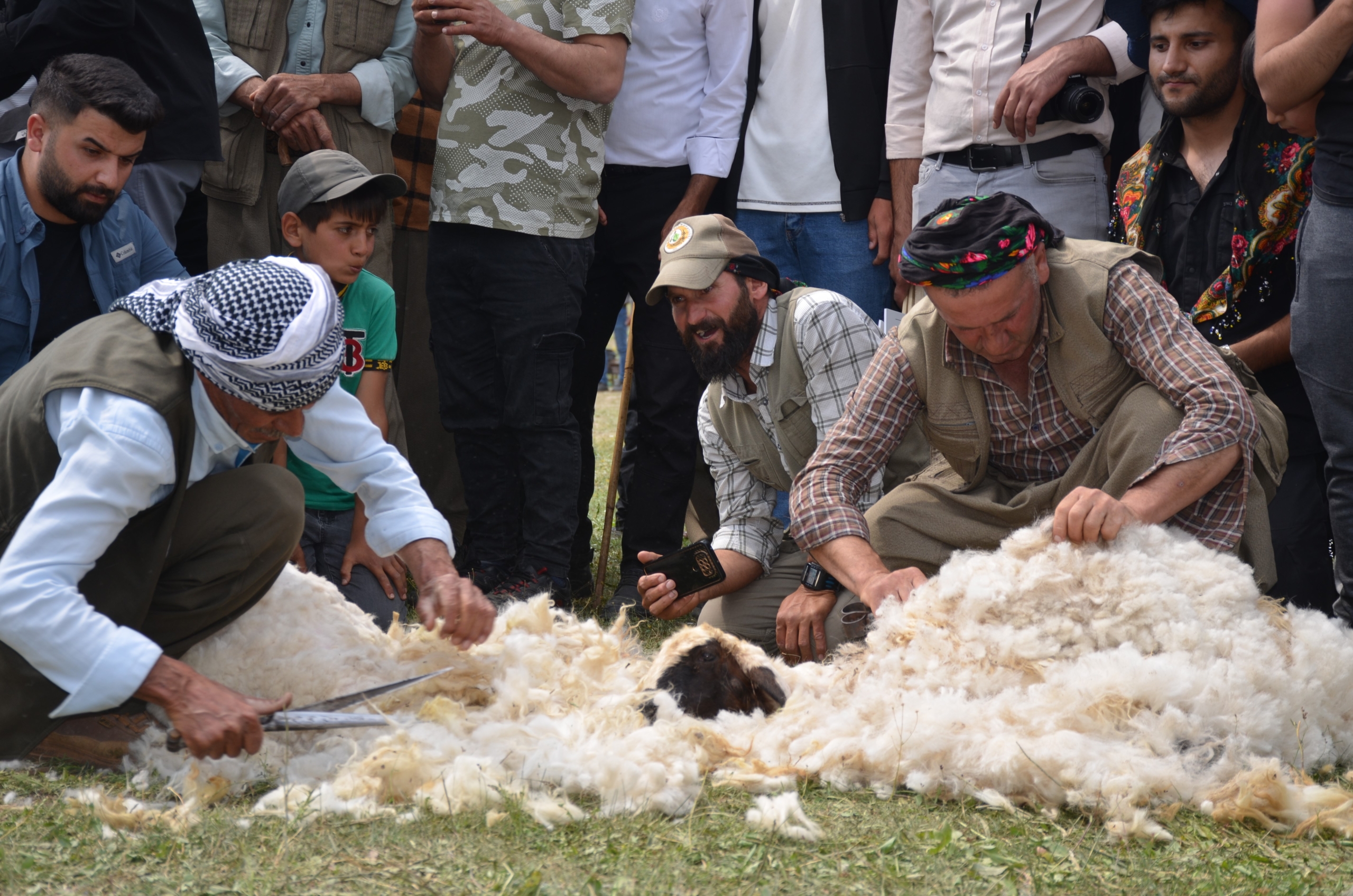 Şırnak’ta Besiciler Kuzu Kırkma Festivali'nde Birincilik İçin Mücadele Etti